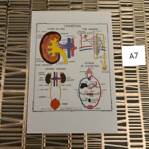 French Language Single Postcard Art - Vintage Anatomy - Excretion A7